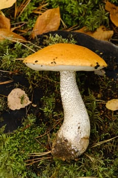 A large aspen mushroom with an orange cap grows in the autumn forest. Mushrooms in the forest. Mushroom picking.