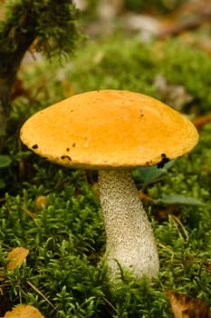 A large aspen mushroom with an orange cap grows in the autumn forest. Mushrooms in the forest. Mushroom picking.