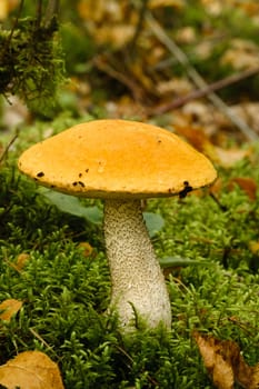 A large aspen mushroom with an orange cap grows in the autumn forest. Mushrooms in the forest. Mushroom picking.