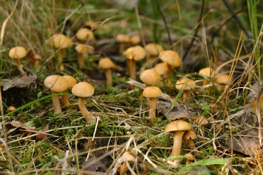 There are many young goat mushrooms growing in the forest.