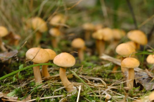 There are many young goat mushrooms growing in the forest.