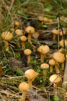 There are many young goat mushrooms growing in the forest.