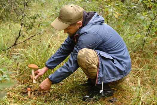 The mushroom picker cuts the aspen mushroom growing in the forest. Mushrooms in the forest. Mushroom picking.