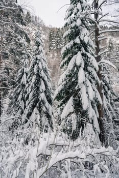 Beauty winter landscape with fair trees under the snow.