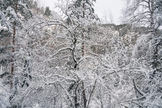Beauty winter landscape with fair trees under the snow.
