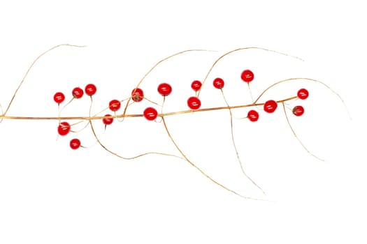 red berries on dry stem isolated on white, symbols