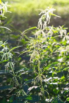 Nettle stem with flowers, seeds and bee on a green leaf brightly lit by the sun on a sunny summer day. Green field grass. Brightly shining sun. Natural background Nature backdrop