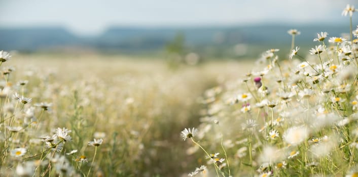 Daisy Chamomile background. Beautiful nature scene with blooming chamomilles in sun flare. Sunny day. Summer flowers