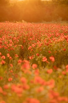 Field poppies sunset light banner. Red poppies flowers bloom in meadow. Concept nature, environment, ecosystem