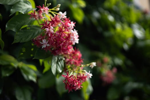 Quisqualis Indica flower plant. Chinese Honey Suckle Flowers.  Pink Flower In The Garden