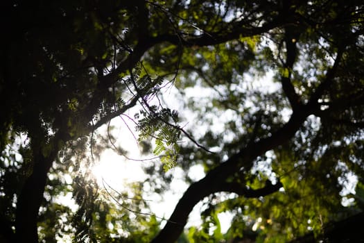 Silhouette of multiple small leaves on the branch trees, growth in the botanical garden, tamarind plants in autumn, selective focus. Silhouette Of Tamarind Tree.