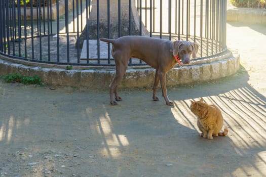 hunting dog Weimaraner breed playing with a cat in a sunlit park