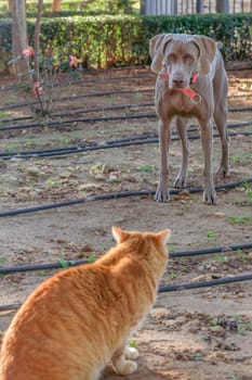 Weimaraner hunting dog looking attentively at a red cat in a park.