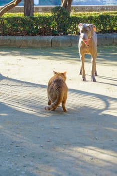 beautiful hunting dog Weimaraner breed playing with his cat friend in a park