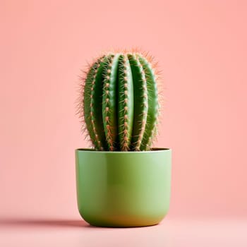 Cacti in clay pots. Minimalism. High quality photo