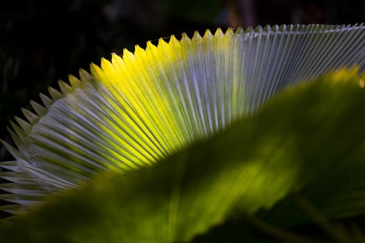 Close-up view of a sunlit leaf with shadows, creating a beautiful nature background for text.