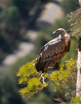 "Majestic vulture perched on a cliff, facing away above a young pine emerging from rock, space for text."