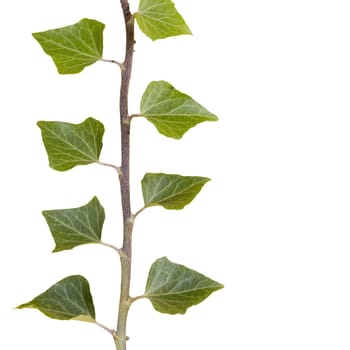 a sprig of ivy on a transparent surface