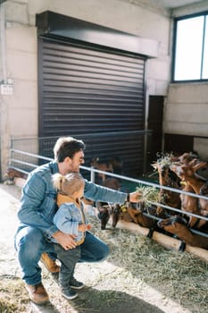 Little daughter watching dad squatting and feeding hay to goats in paddock. High quality photo