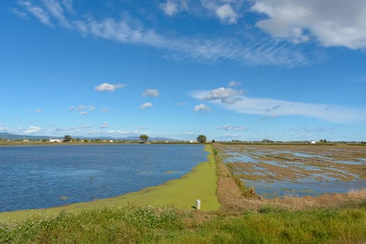 Calm rural landscape with a flooded field under a blue sky with fluffy clouds, ebro delta, tarragona, catalonia, spain,