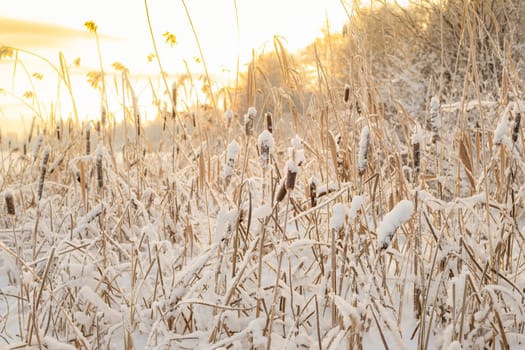 Dry yellow reeds on the shore of a pond in winter. Winter, heavy sky over the lake.