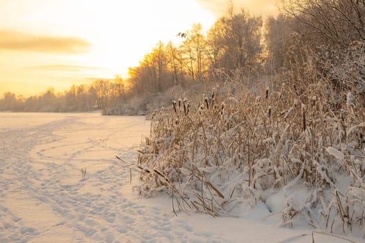 Dry yellow reeds on the shore of a pond in winter. Winter, heavy sky over the lake.