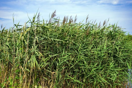 The reed grows near reservoir