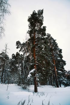 Winter landscape with pine trees covered with snow on a cloudy day