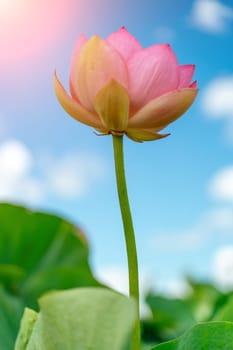 A pink lotus flower sways in the wind. Against the background of their green leaves. Lotus field on the lake in natural environment