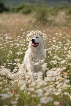 Daisies white dog Maremma Sheepdog in a wreath of daisies sits on a green lawn with wild flowers daisies, walks a pet. Cute photo with a dog in a wreath of daisies