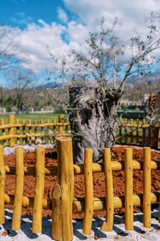 Low yellow rustic wooden fence around a tree in the park. High quality photo