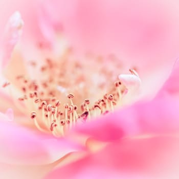 Pink rose petals. Soft focus. Macro flowers background for holiday brand design.