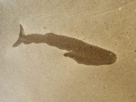 A whale shape natural drawing on paper made with oil