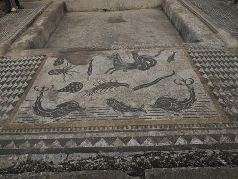 Mosaic of Volubilis Roman ruins in Morocco- Best-preserved Roman ruins located between the Imperial Cities of Fez and Meknes on a fertile plain surrounded by wheat fields.