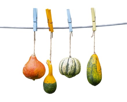 some pumpkins hanging on the wire in the garden with a transparent background