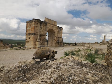 turtle ay Volubilis Roman ruins in Morocco- Best-preserved Roman ruins located between the Imperial Cities of Fez and Meknes on a fertile plain surrounded by wheat fields.