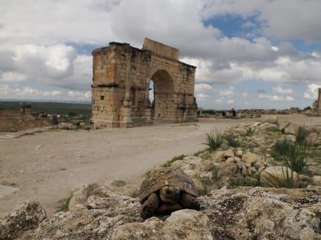 turtle ay Volubilis Roman ruins in Morocco- Best-preserved Roman ruins located between the Imperial Cities of Fez and Meknes on a fertile plain surrounded by wheat fields.
