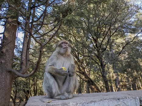 Cute Barbary macaque ape monkey , Ifrane national park, Morocco.