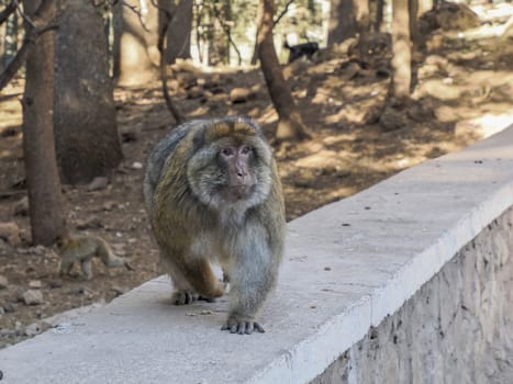 Cute Barbary macaque ape monkey , Ifrane national park, Morocco.