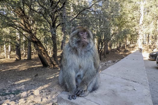 Cute Barbary macaque ape monkey , Ifrane national park, Morocco.