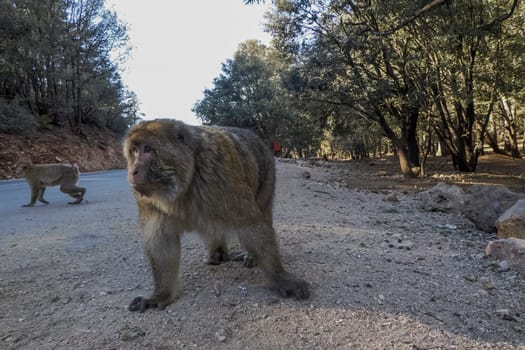 Cute Barbary macaque ape monkey , Ifrane national park, Morocco.