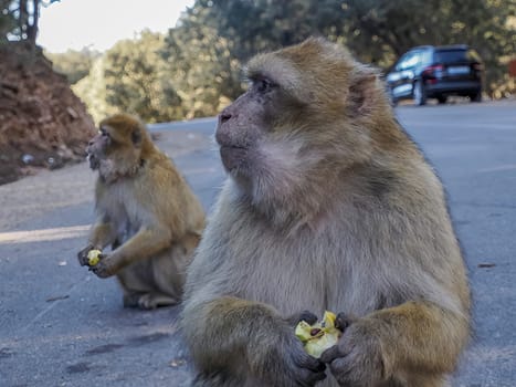 Cute Barbary macaque ape monkey , Ifrane national park, Morocco.