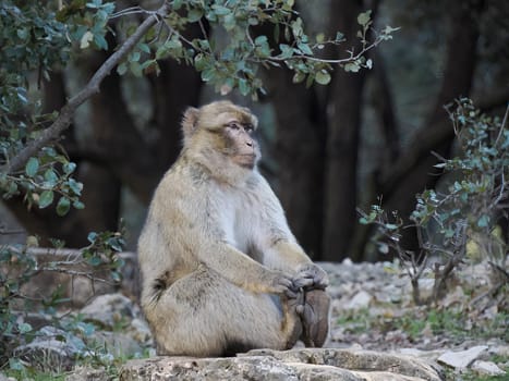 Cute Barbary macaque ape monkey , Ifrane national park, Morocco.