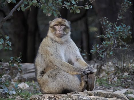 Cute Barbary macaque ape monkey , Ifrane national park, Morocco.