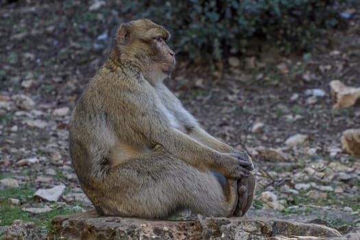 Cute Barbary macaque ape monkey , Ifrane national park, Morocco.