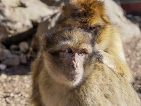 Cute Barbary macaque ape monkey , Ifrane national park, Morocco.