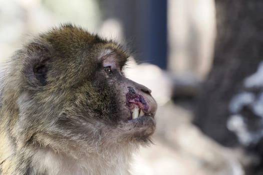 Cute Barbary macaque ape monkey , Ifrane national park, Morocco.