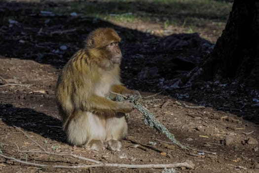 Cute Barbary macaque ape monkey , Ifrane national park, Morocco.