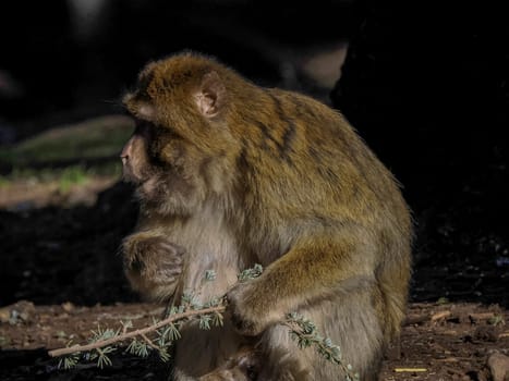 Cute Barbary macaque ape monkey , Ifrane national park, Morocco.