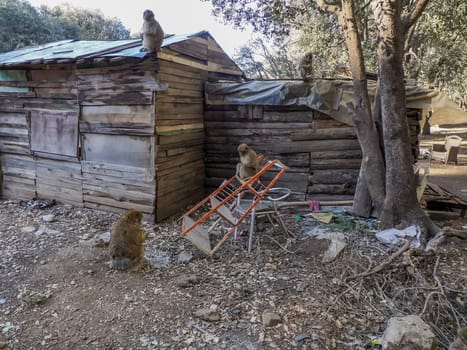 Cute Barbary macaque ape monkey , Ifrane national park, Morocco.